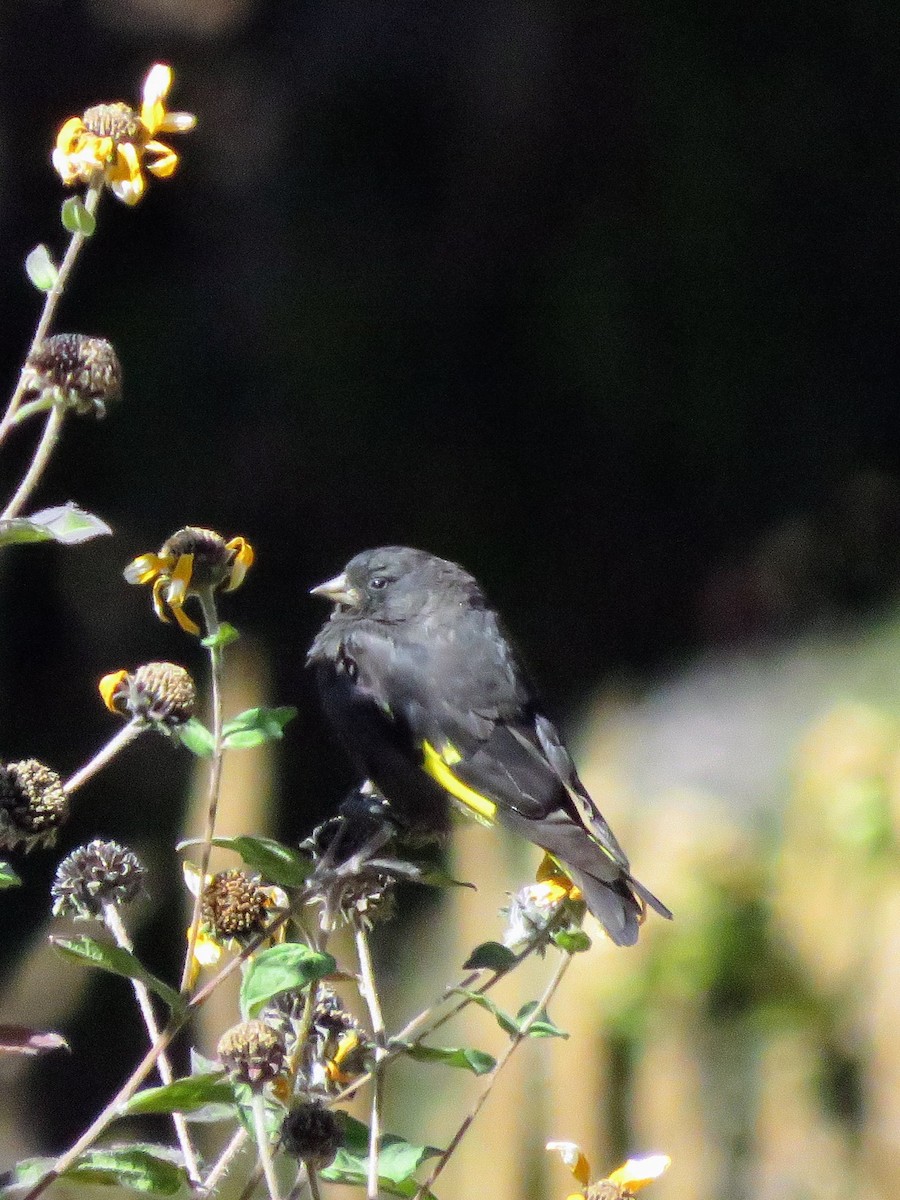 Yellow-winged Blackbird - ML620394175