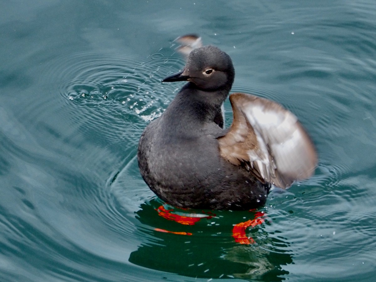 Pigeon Guillemot - ML620394176