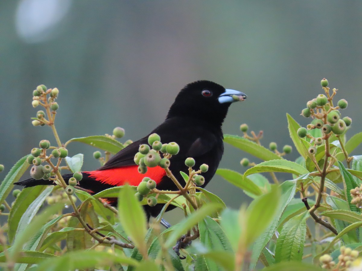 Scarlet-rumped Tanager - ML620394181