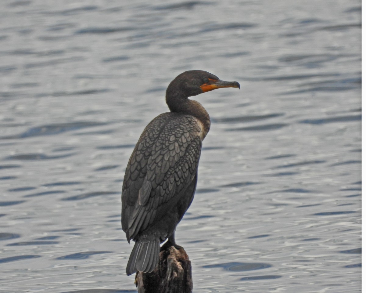 Double-crested Cormorant - ML620394187