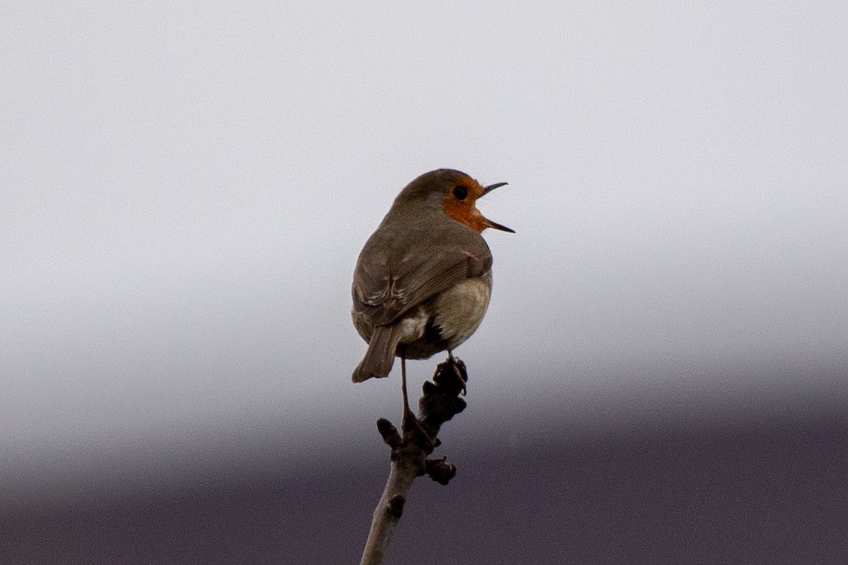 European Robin - ML620394189