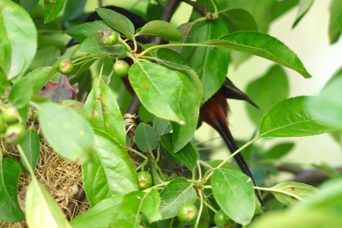 Orchard Oriole - ML620394191