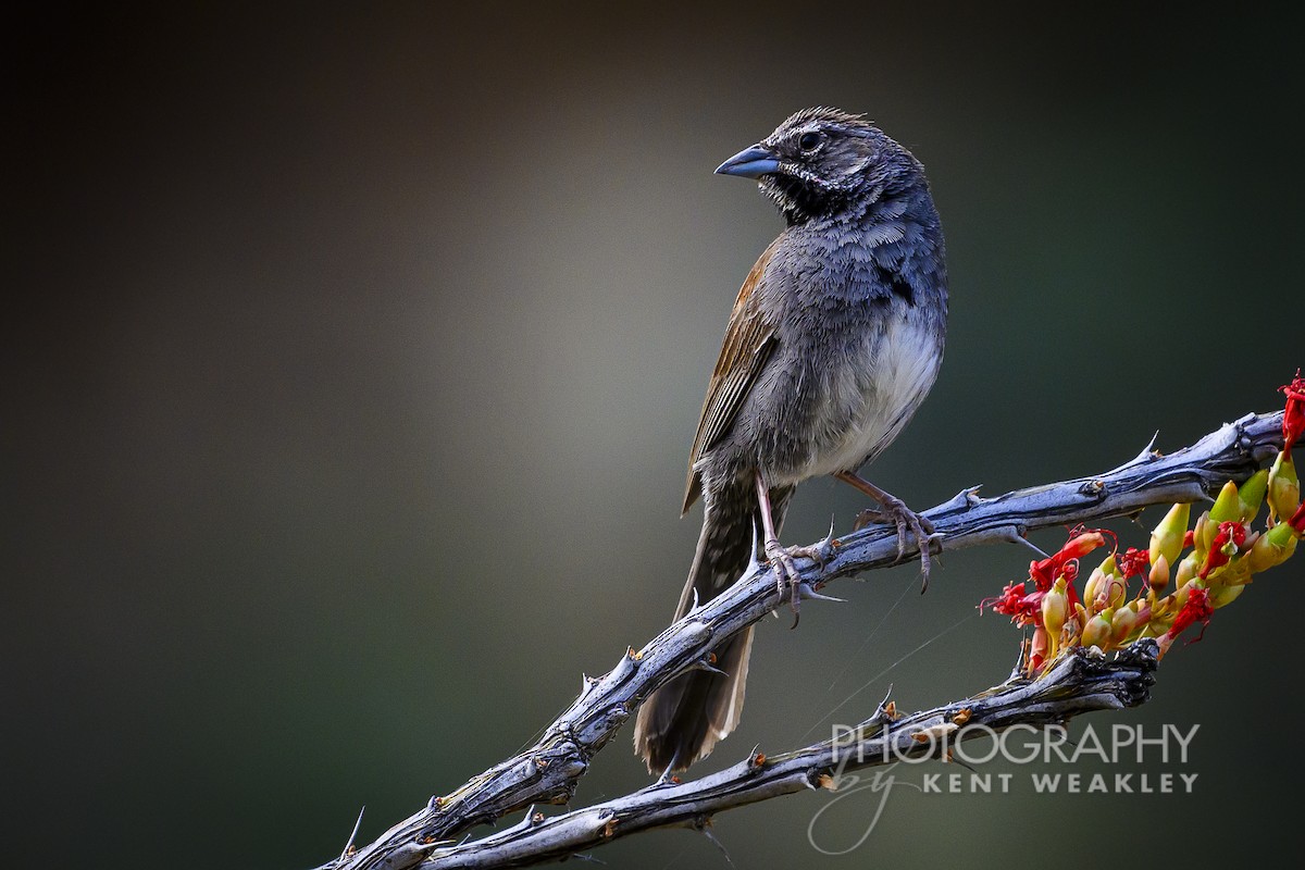 Five-striped Sparrow - Kent Weakley