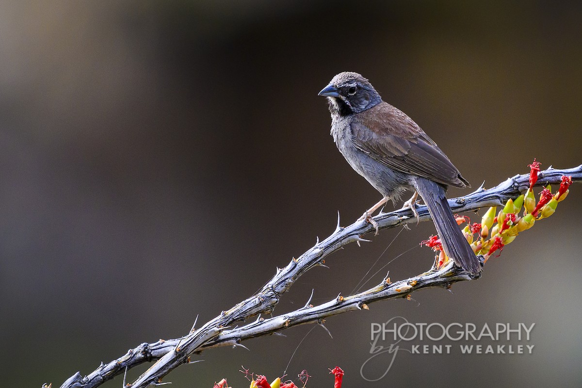 Five-striped Sparrow - ML620394198