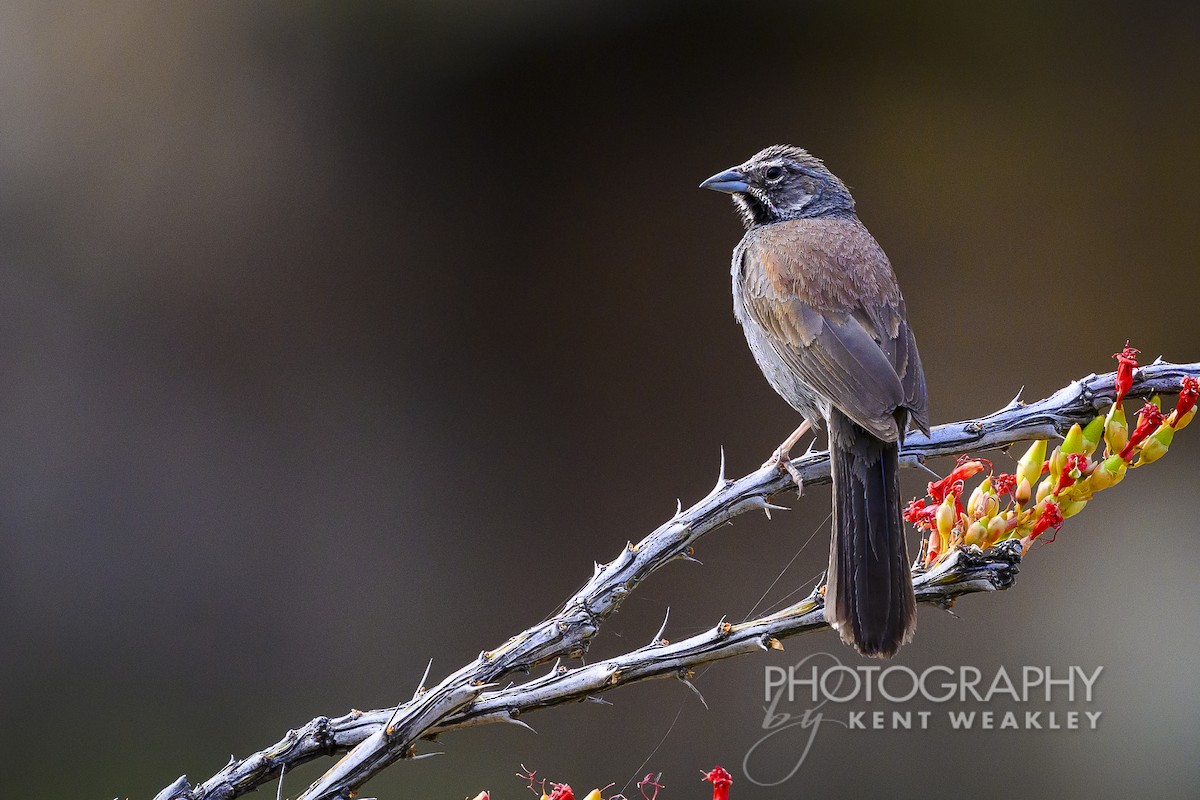 Five-striped Sparrow - ML620394199