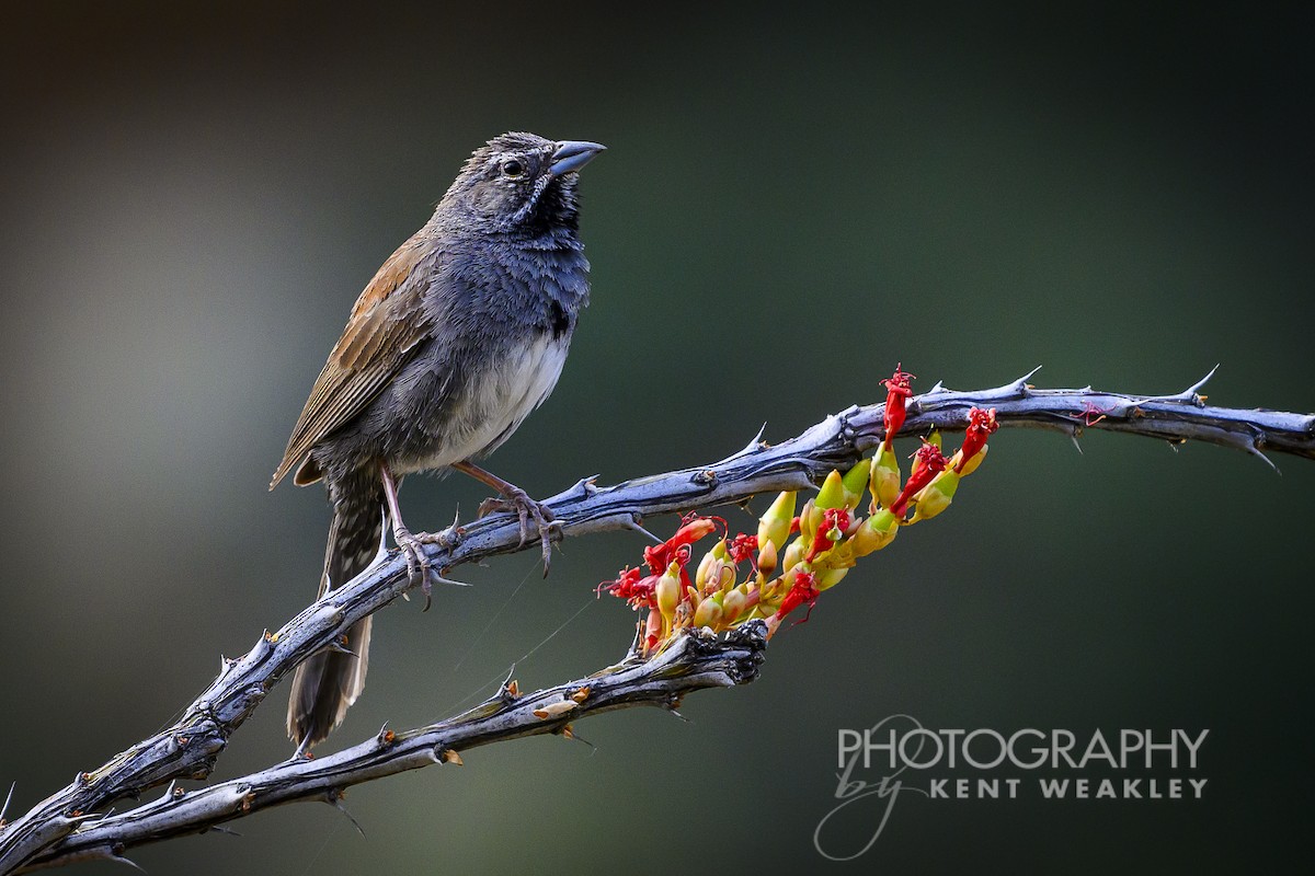 Five-striped Sparrow - ML620394200