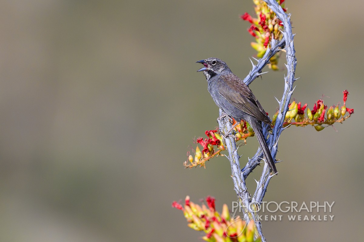 Five-striped Sparrow - Kent Weakley