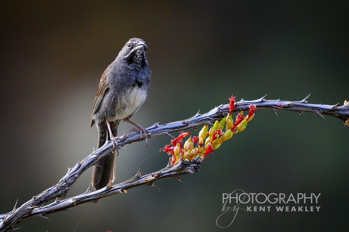 Five-striped Sparrow - Kent Weakley