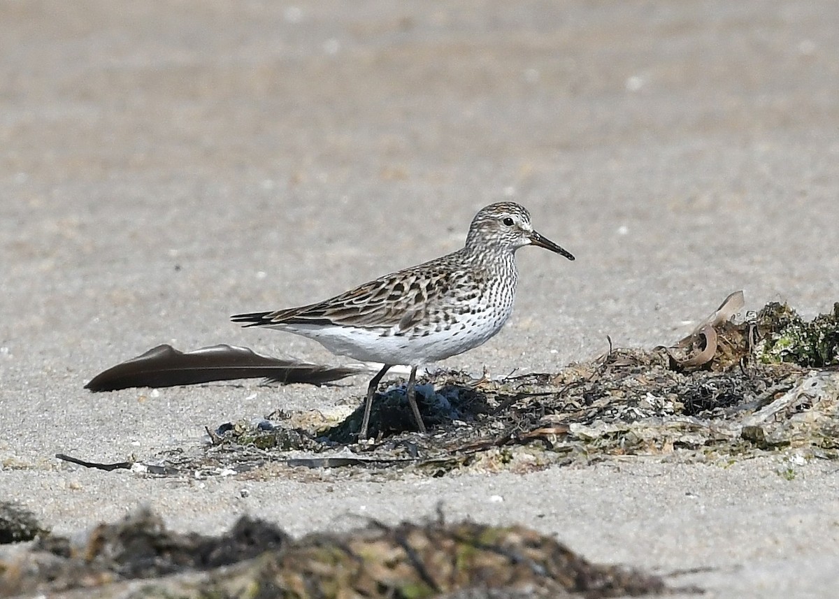 White-rumped Sandpiper - ML620394208