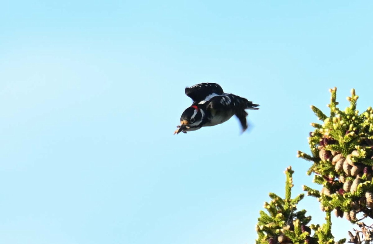 Hairy Woodpecker - ML620394213