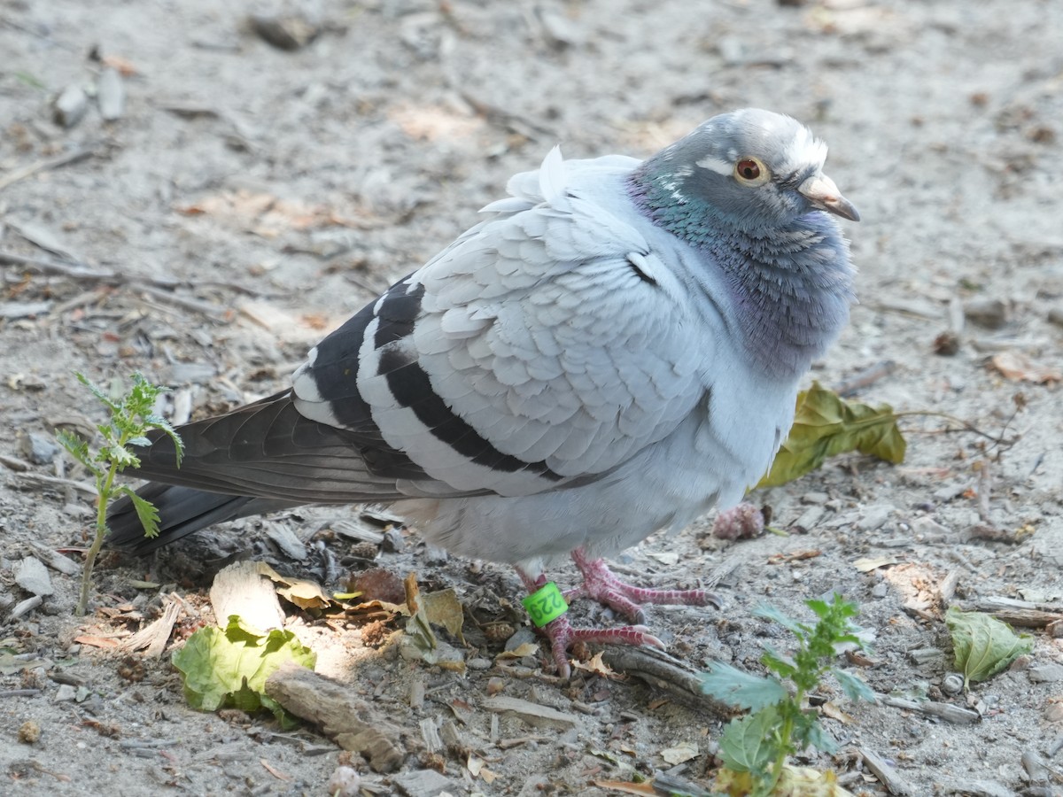 Rock Pigeon (Feral Pigeon) - ML620394216