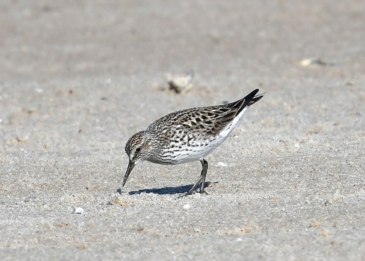 Weißbürzel-Strandläufer - ML620394218