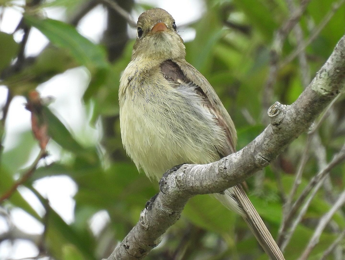 Western Flycatcher (Pacific-slope) - ML620394220