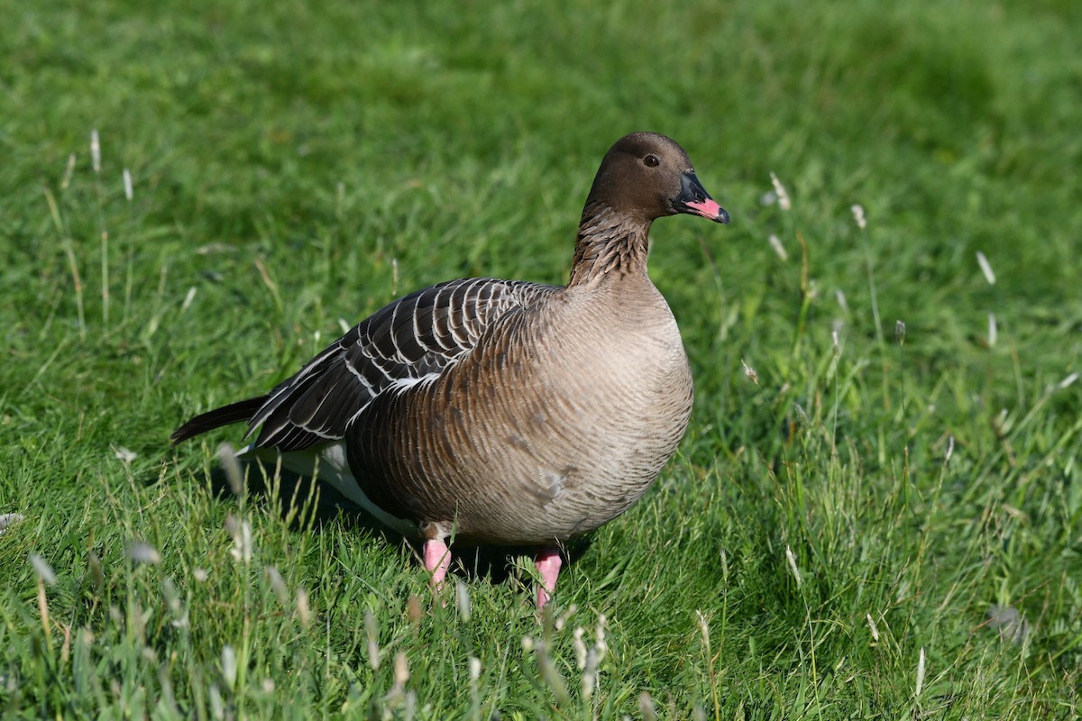 Pink-footed Goose - ML620394229