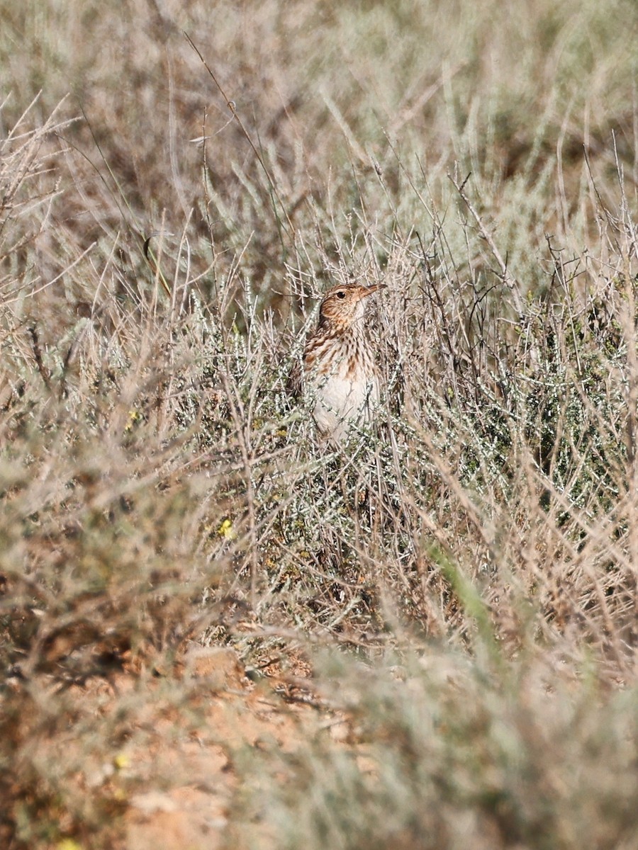 Dupont's Lark - ML620394234