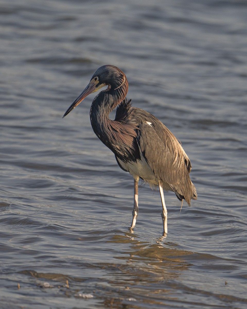 Tricolored Heron - ML620394246