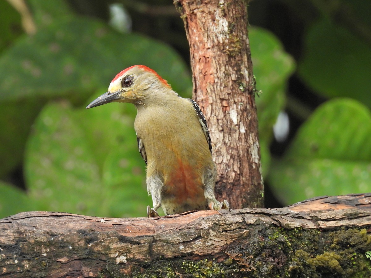 Red-crowned Woodpecker - ML620394252