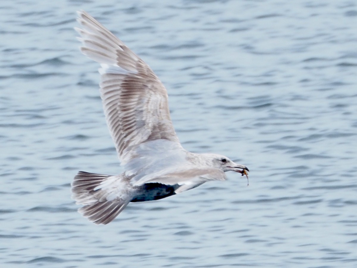 Western x Glaucous-winged Gull (hybrid) - ML620394258