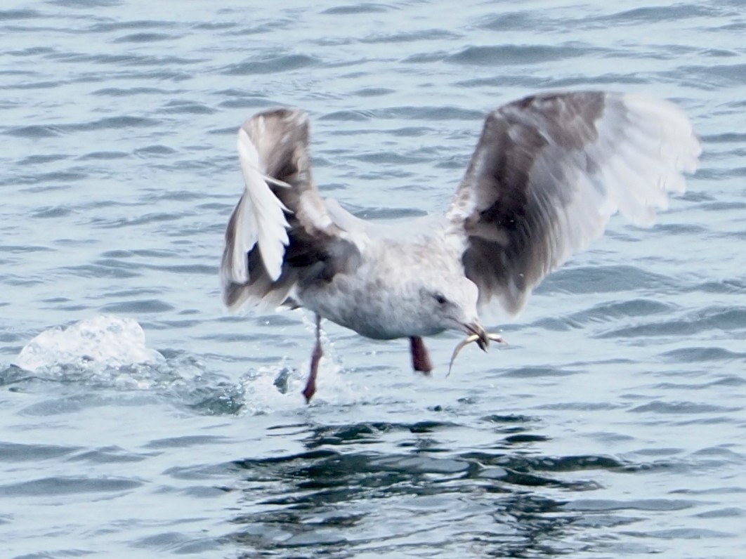 Western x Glaucous-winged Gull (hybrid) - ML620394259