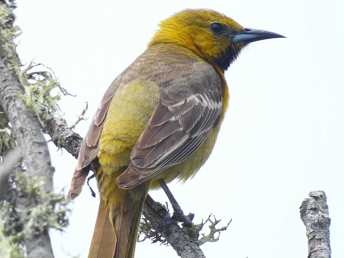 Hooded Oriole - ML620394260