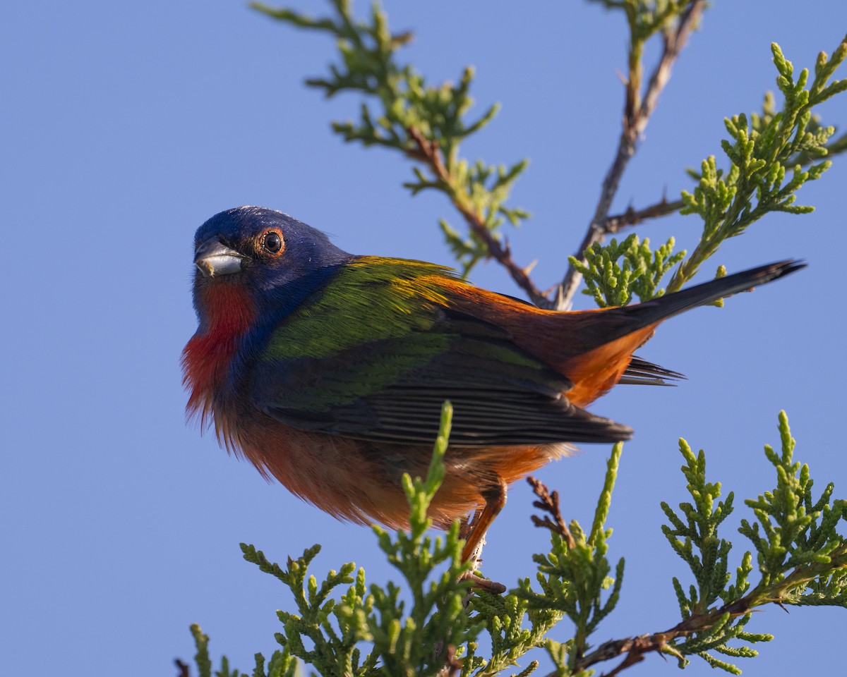 Painted Bunting - ML620394262