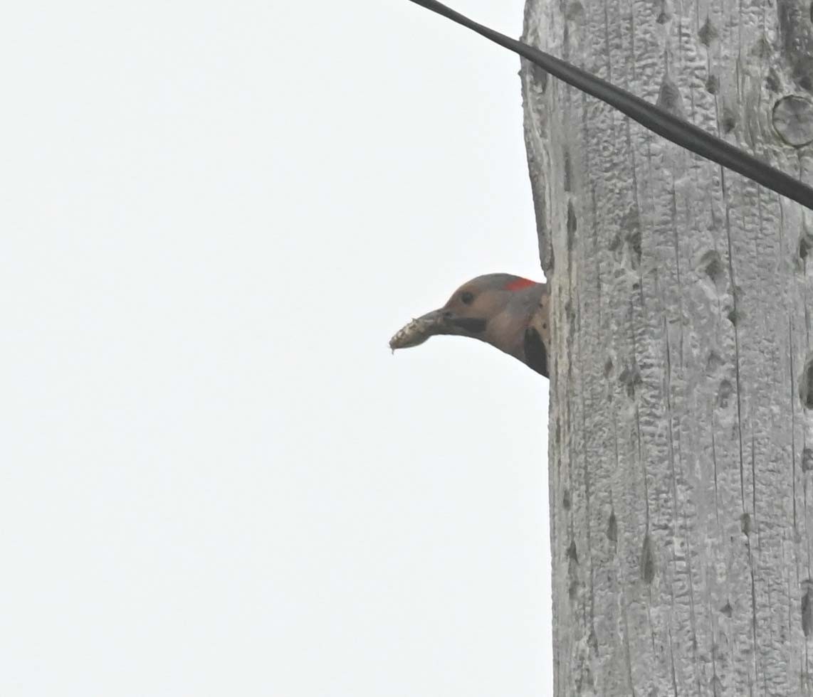 Northern Flicker (Yellow-shafted) - ML620394265