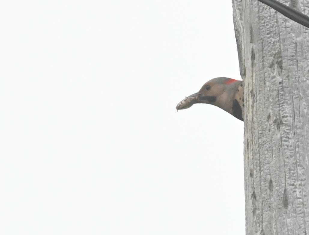 Northern Flicker (Yellow-shafted) - ML620394266