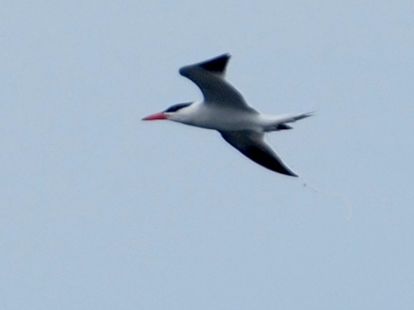 Caspian Tern - ML620394269