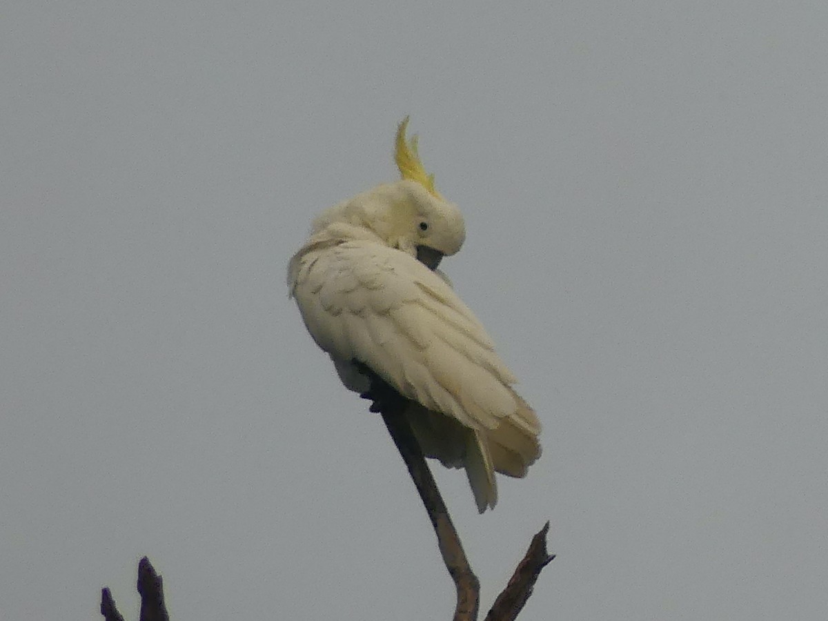 Sulphur-crested Cockatoo - ML620394275