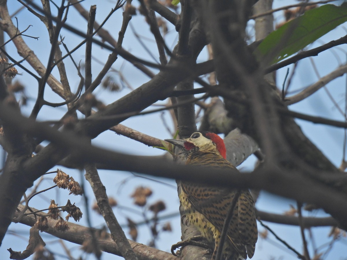 Spot-breasted Woodpecker - ML620394301