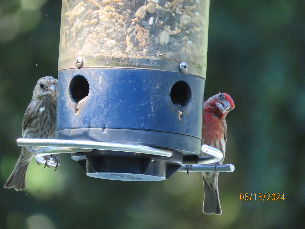 House Finch - ML620394305