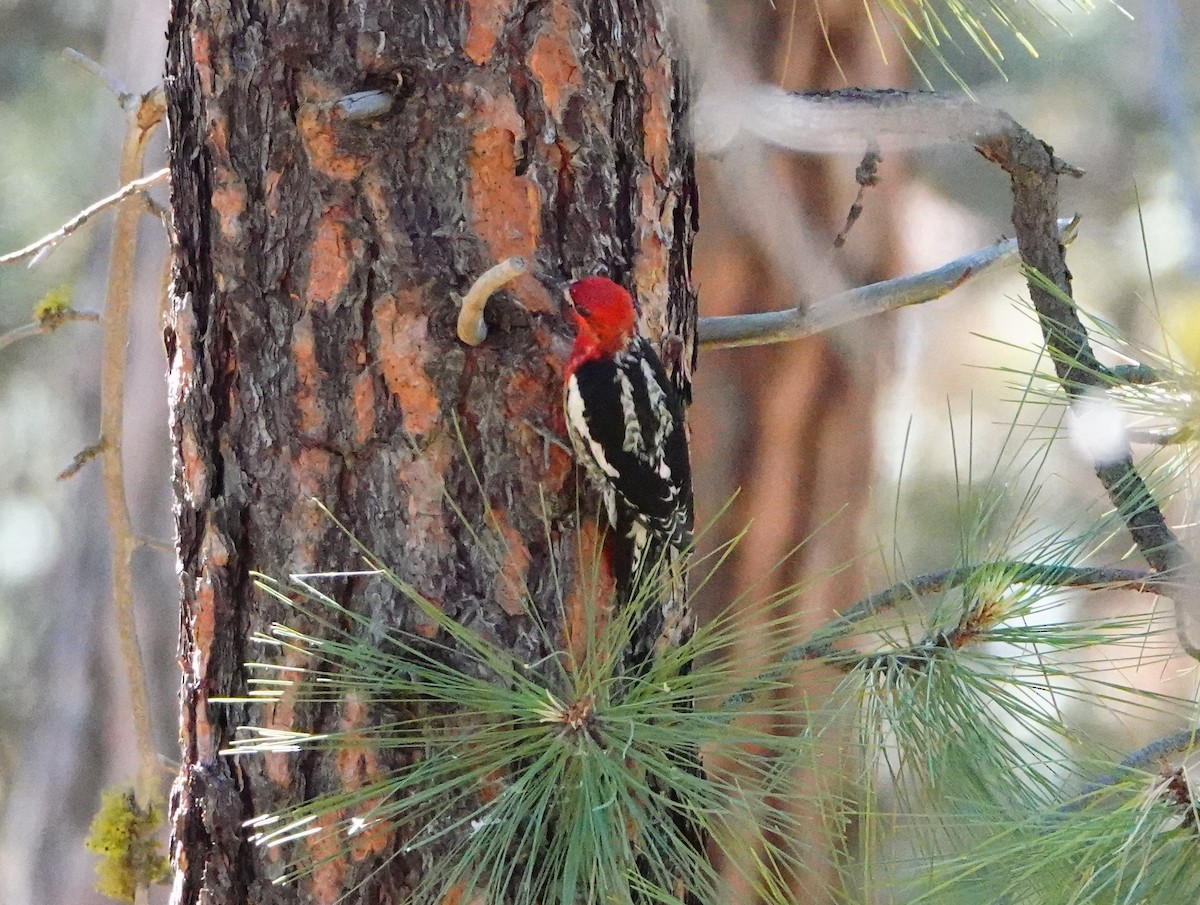 Red-breasted Sapsucker - ML620394316