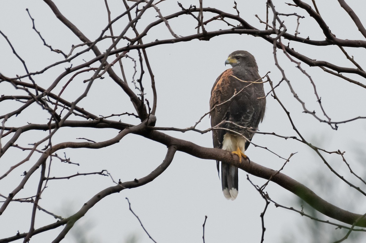 Harris's Hawk - ML620394318