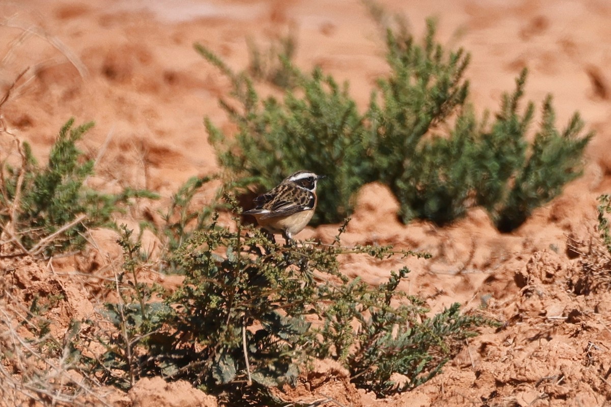 Whinchat - ML620394329