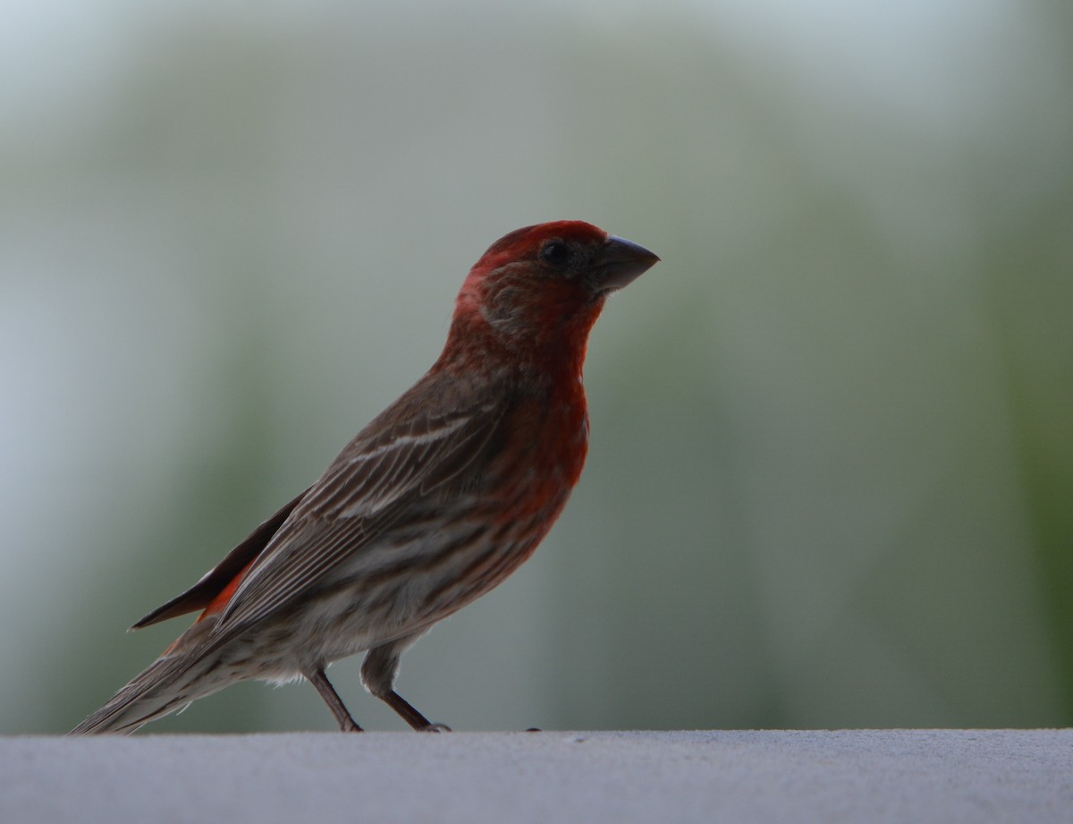 House Finch - ML620394335