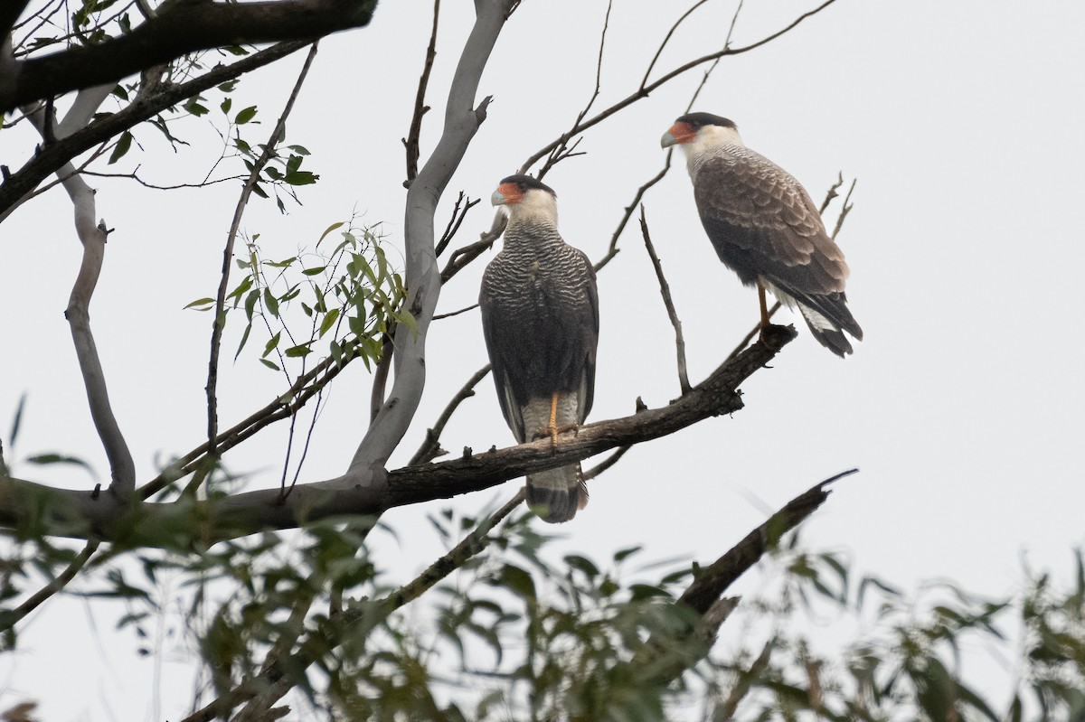 Crested Caracara - ML620394351