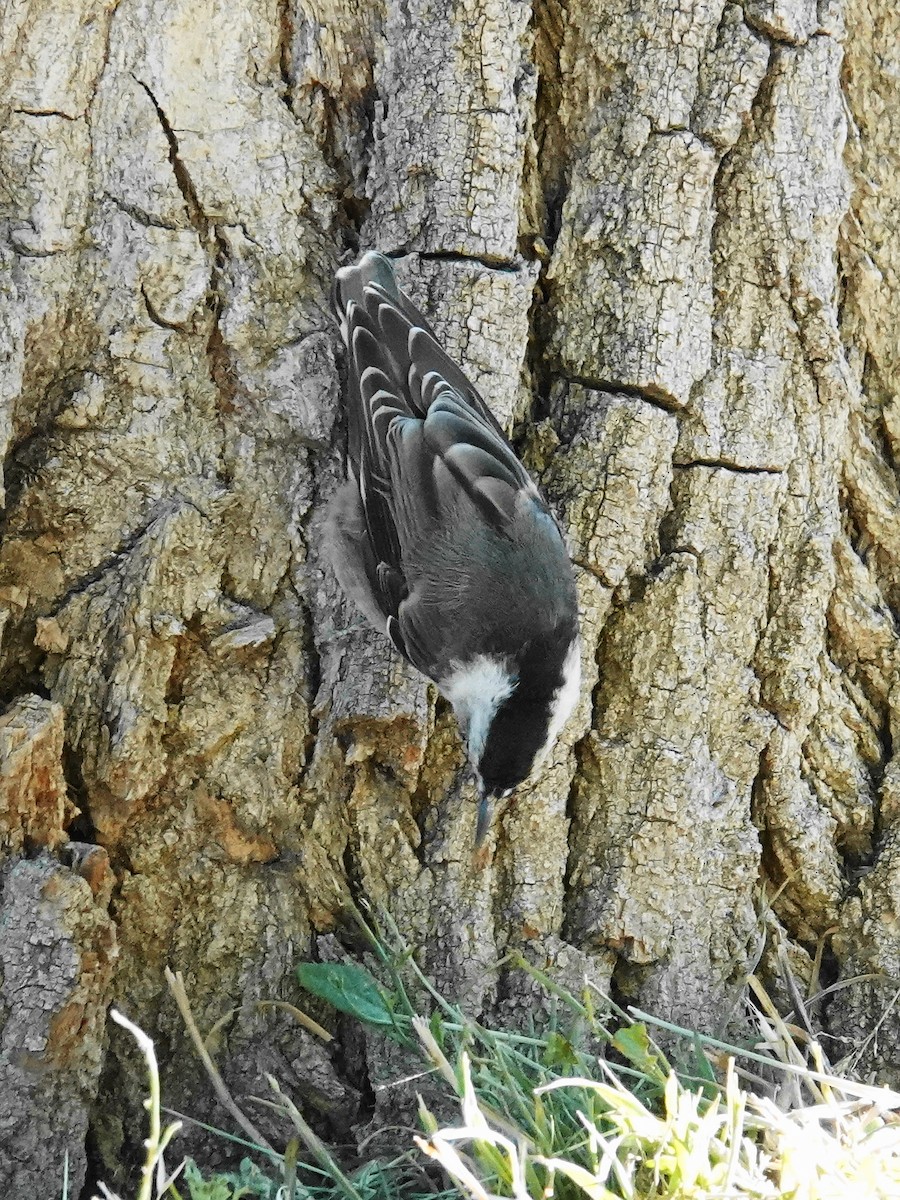 White-breasted Nuthatch - ML620394361