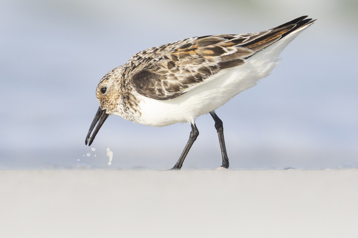 Sanderling - ML620394365