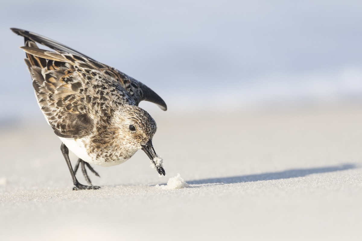 Sanderling - ML620394366