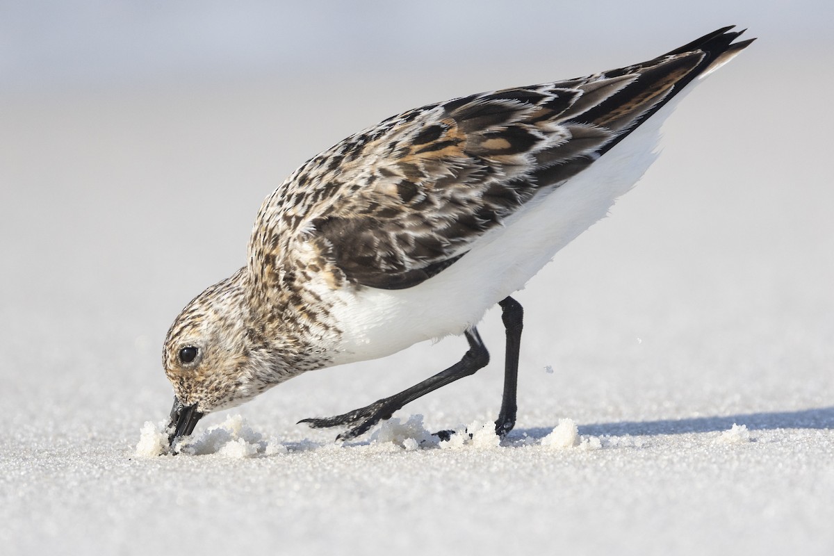 Sanderling - ML620394367