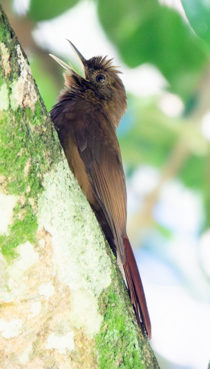 Plain-winged Woodcreeper - ML620394371