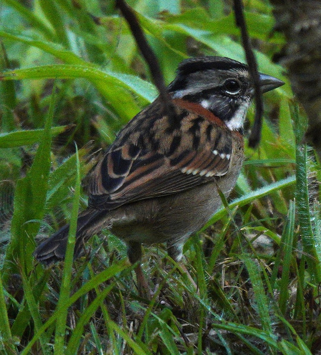 Rufous-collared Sparrow - ML620394387
