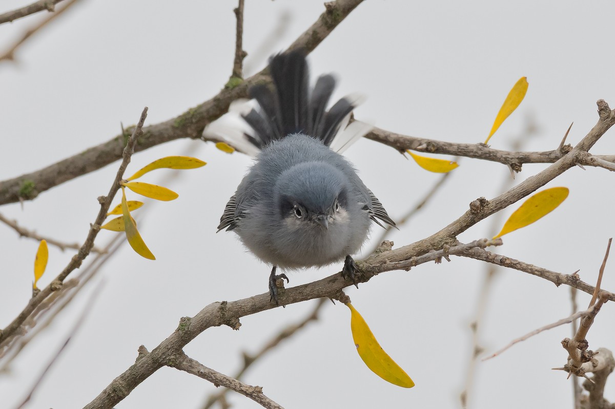 Masked Gnatcatcher - ML620394389