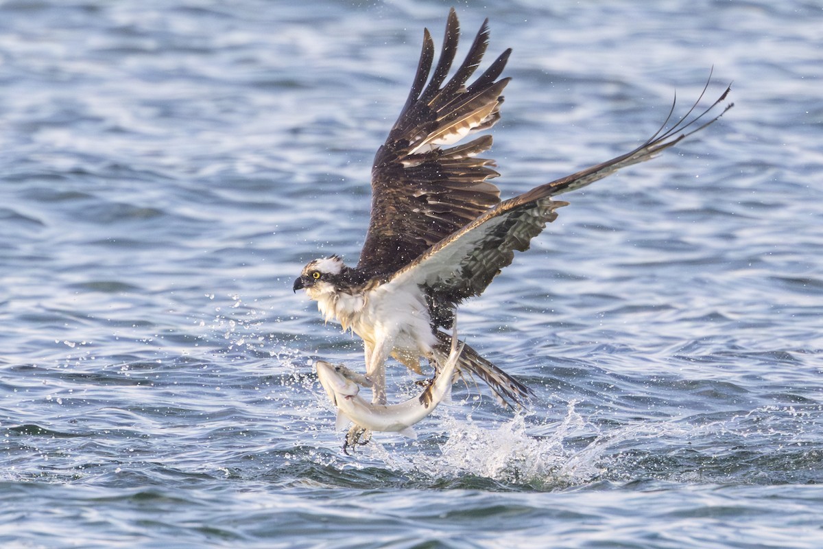 Osprey - ML620394392