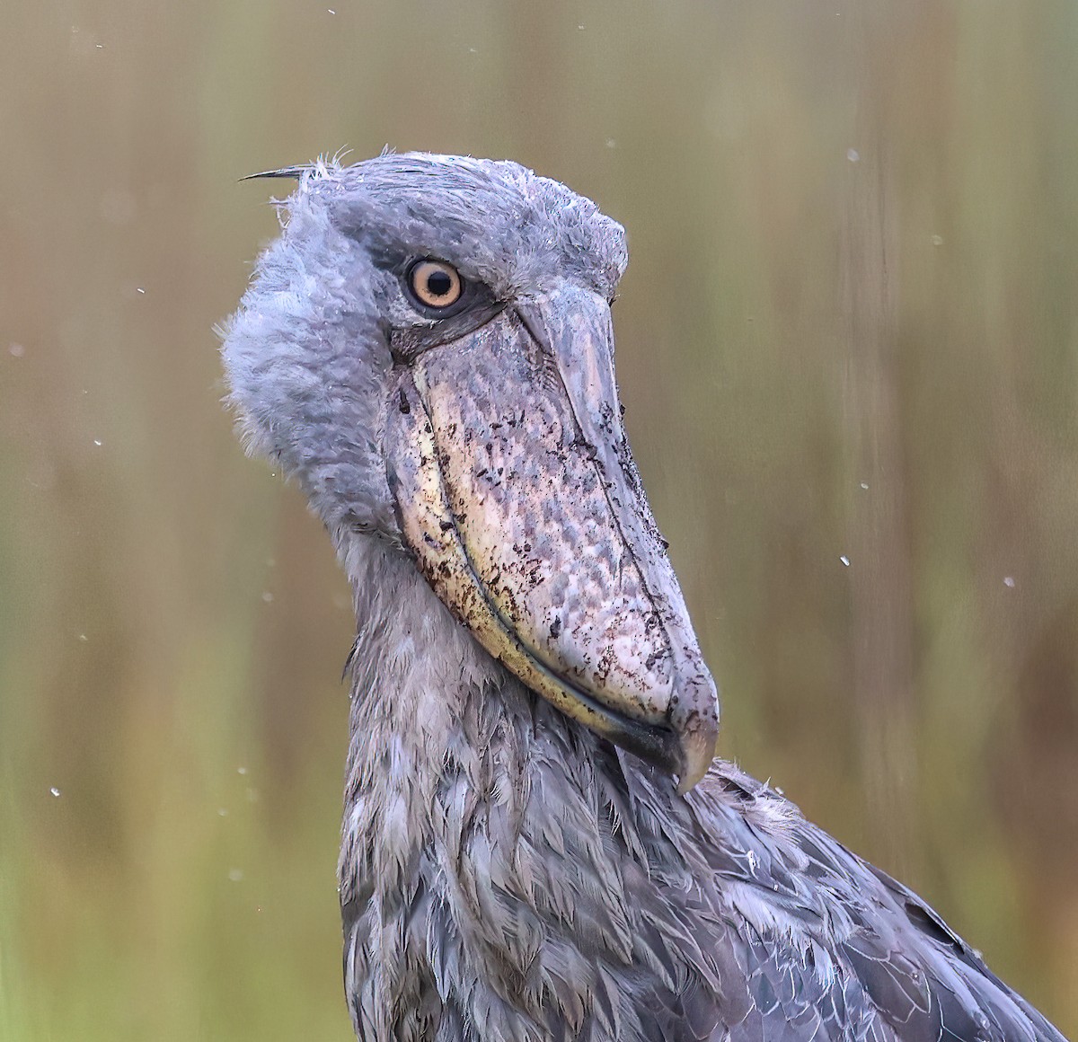 Shoebill - ML620394396