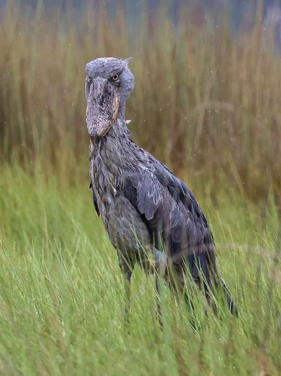 Shoebill - Tom Driscoll