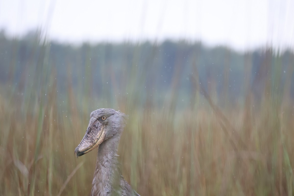 Shoebill - ML620394401