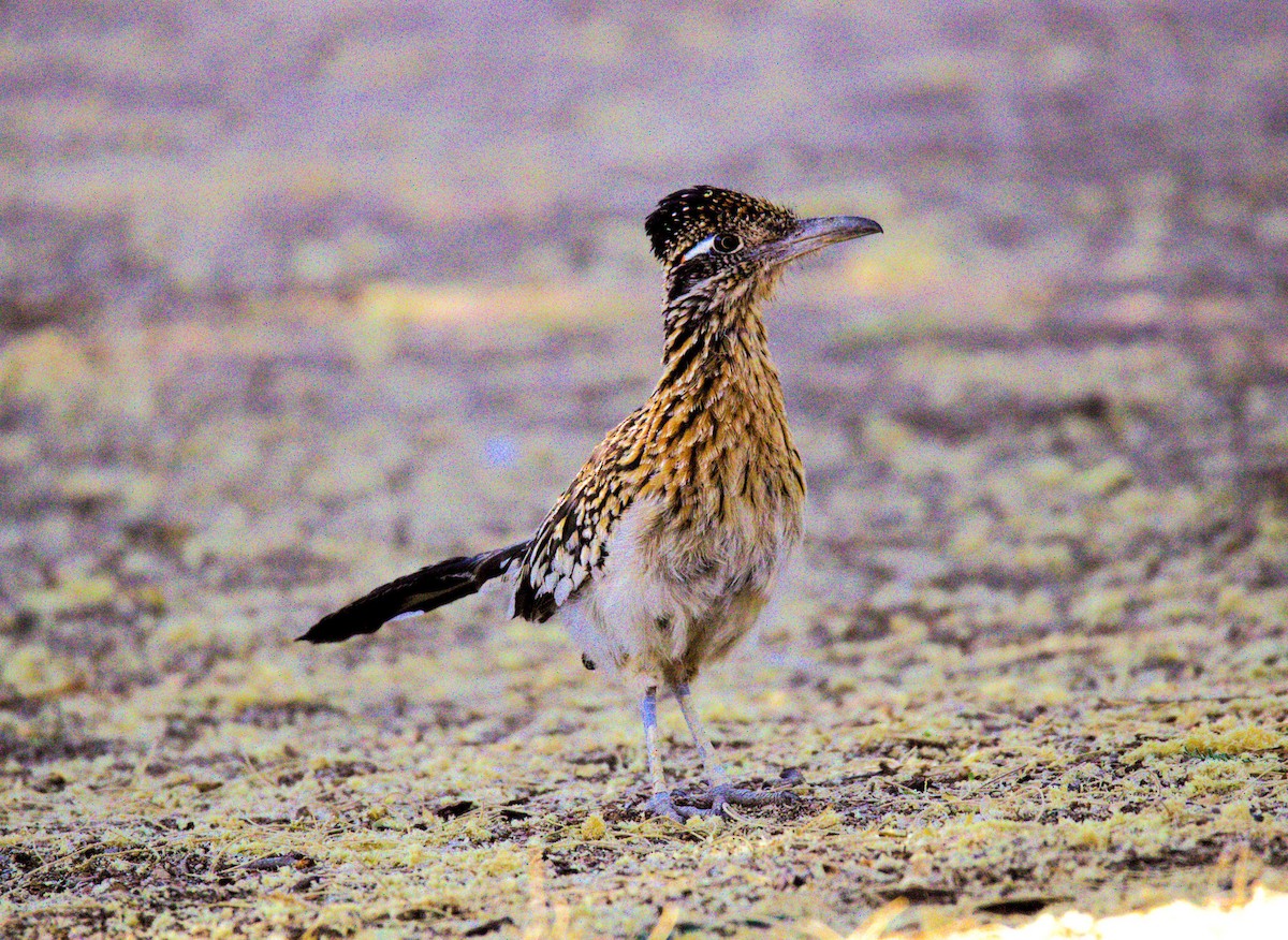 Greater Roadrunner - ML620394414