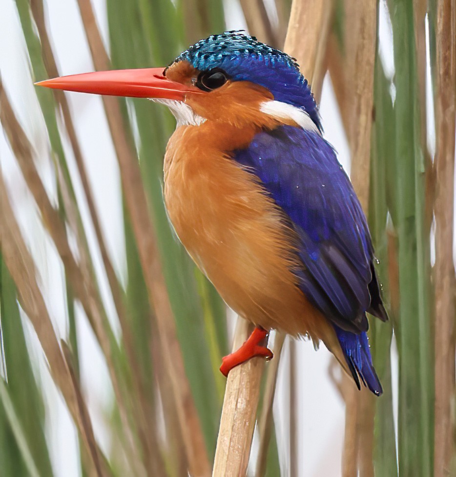 Malachite Kingfisher - ML620394418