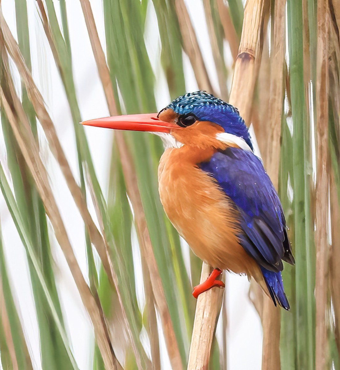 Malachite Kingfisher - ML620394425